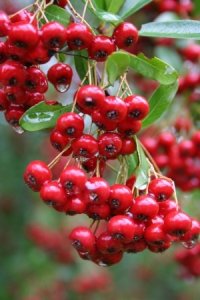 Cluster of berries