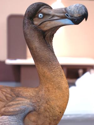 Dodo Bird