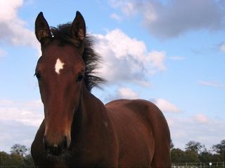 Horse