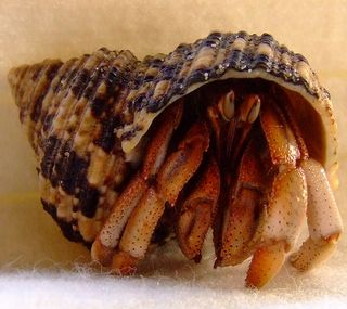 Hermit Crab