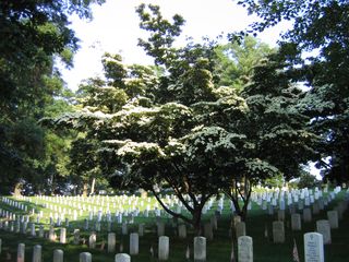 Arlington National Cemetary